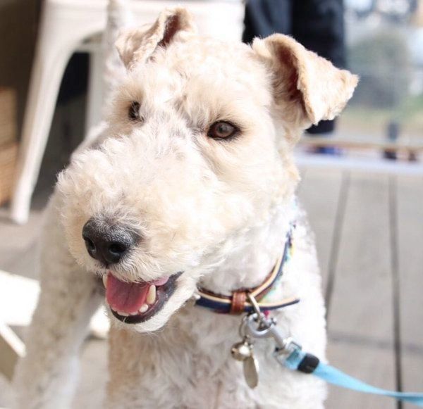 元保護犬・こっぺぱんちゃん