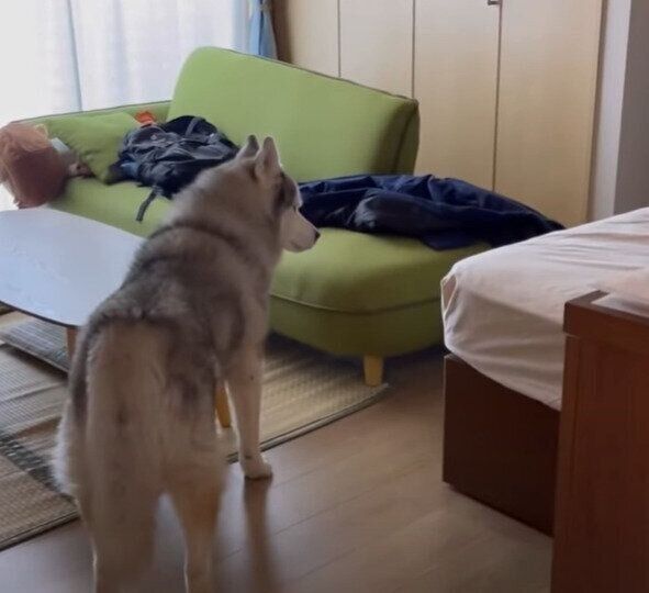 お兄ちゃん、起きてください……の文太くん♡