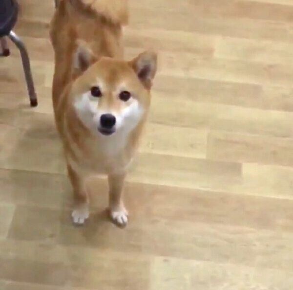 保護犬カフェでのりんちゃん
