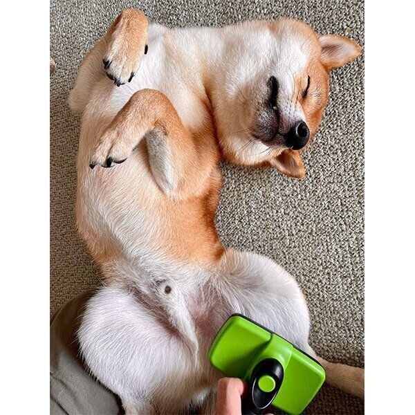 ヘソ天するむぎまるくん