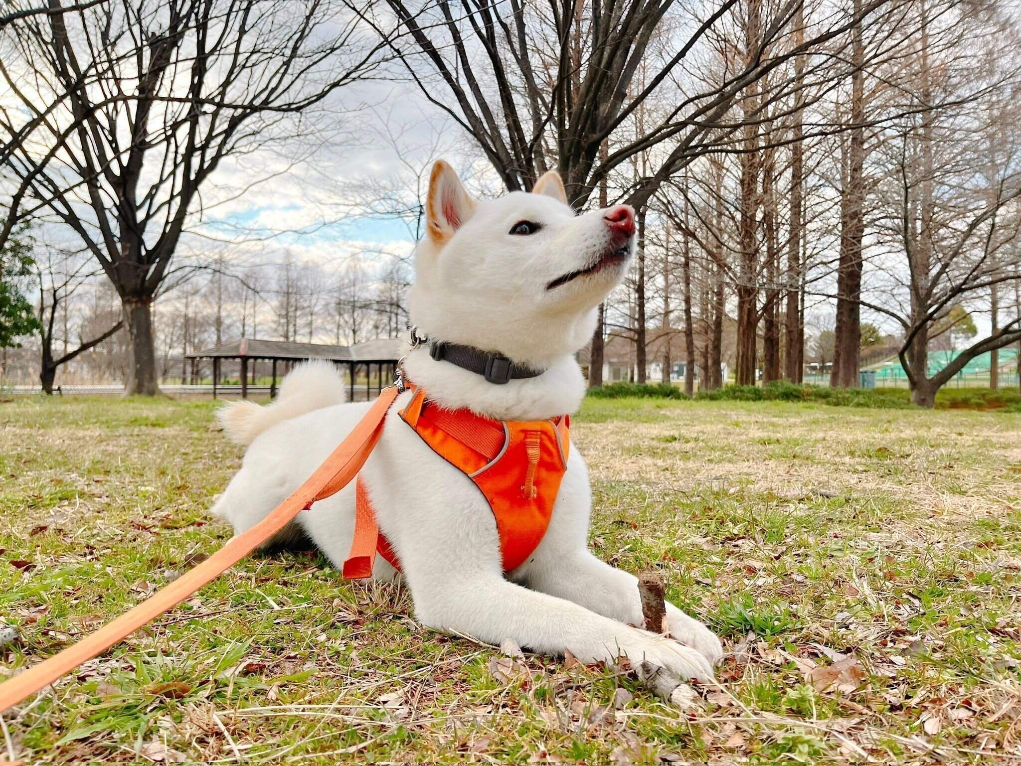 枝を抱えるシャオくん