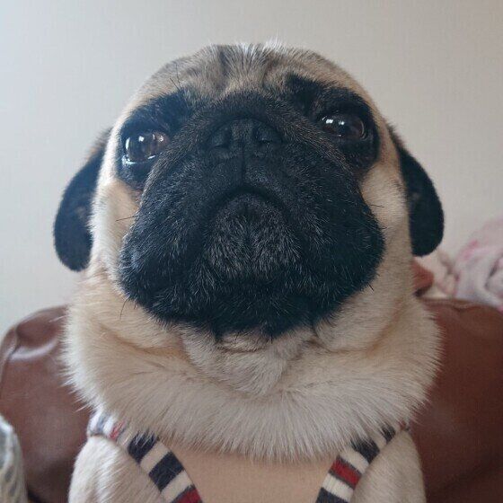 パグのトトちゃん
