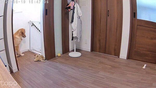 階段の踊り場で待つナッツちゃん