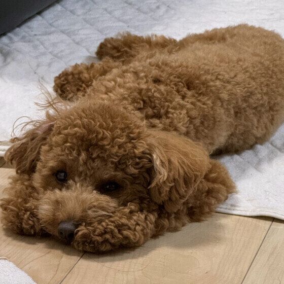 床に寝そべるトイ・プードル