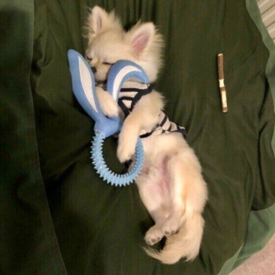 寝落ちしてしまった虹郎ちゃん