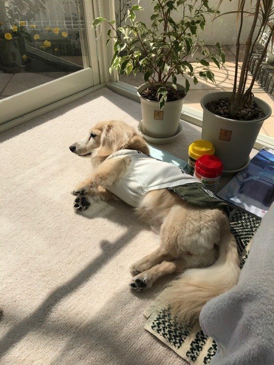 おひさまは気持ちがいいなぁ〜