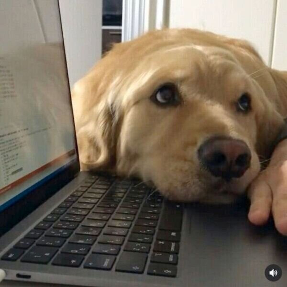 一生仕事がはかどらない やつだ パソコン作業を妨害する犬の素顔が可愛すぎた いぬのきもちweb Magazine 一生仕事がはかどらない やつだ パソコン作業を妨害する犬の素顔が可愛すぎた いぬのきもちweb Magazine