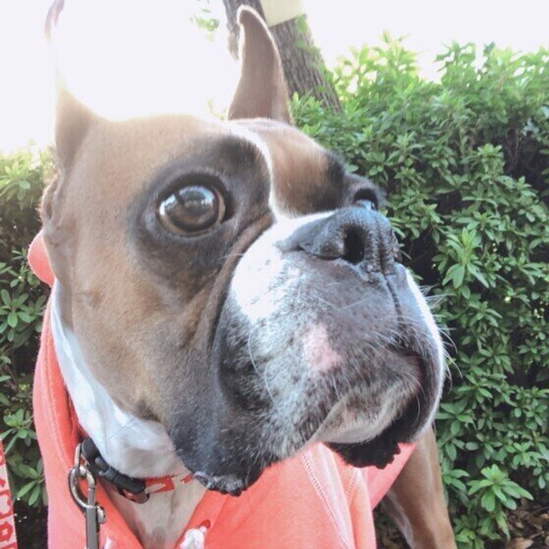 猟犬などで活躍してきた犬種5選 愛らしい姿も魅力 いぬのきもちweb Magazine 猟犬などで活躍してきた犬種5選 愛らしい姿も魅力 いぬのきもちweb Magazine