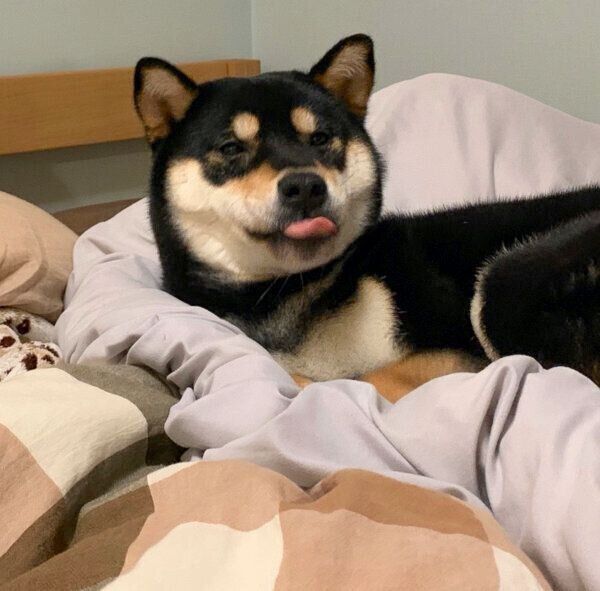 まったりする澄くん