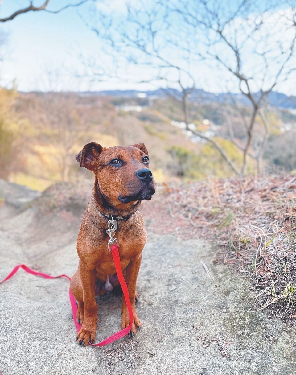 ボランティアスタッフのEさんが迎えたドビーくん（推定８カ月）。人が大好きでフレンドリーだそう