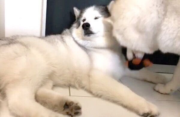 フィスくんに「無言の圧」をかけるグーちゃん