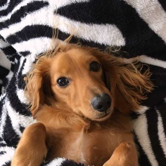 寝転がるミニチュア・ダックスフンド