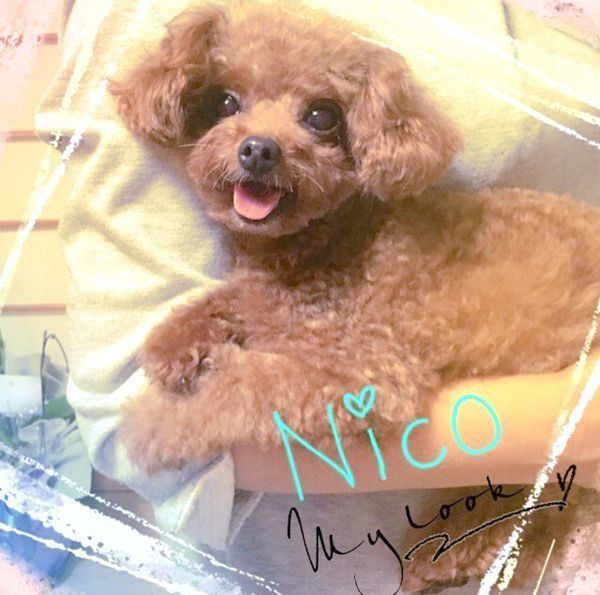 元繁殖犬・トイ・プードルのニコちゃん
