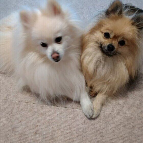 犬は前足をどのように使っている？ 犬の前足の役割とは いぬのきもち