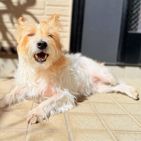 犬のひなたぼっこにはどんな効果がある？ 犬が日光浴をするメリットと注意点 いぬのきもち