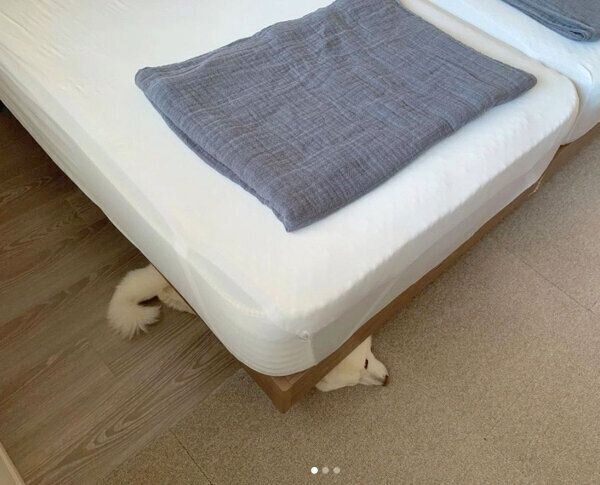 ベッドの下で眠るラッキーくん