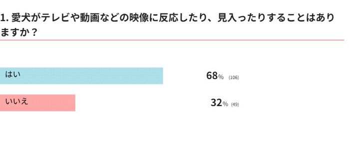 愛犬は映像に反応したり見入ったりしますか?