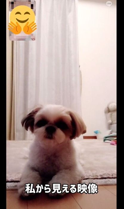 飼い主さんの画面上で見えるリロちゃんの様子