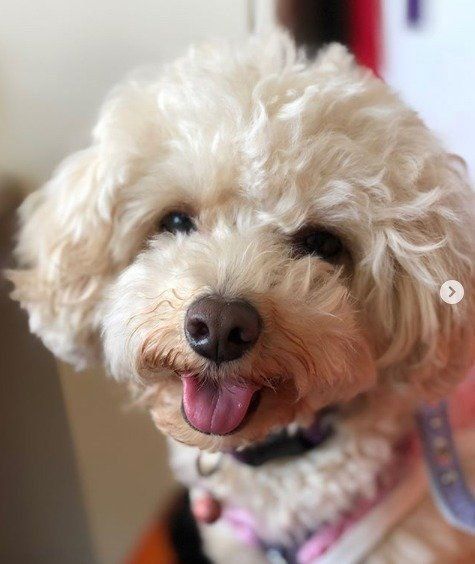 舌を出しているトイプードルのアップ