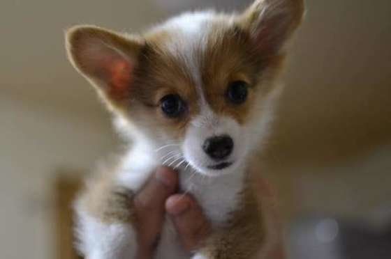 ウェルシュ・コーギー・ペンブローク