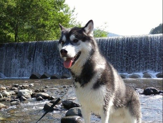 お出かけするハスキー