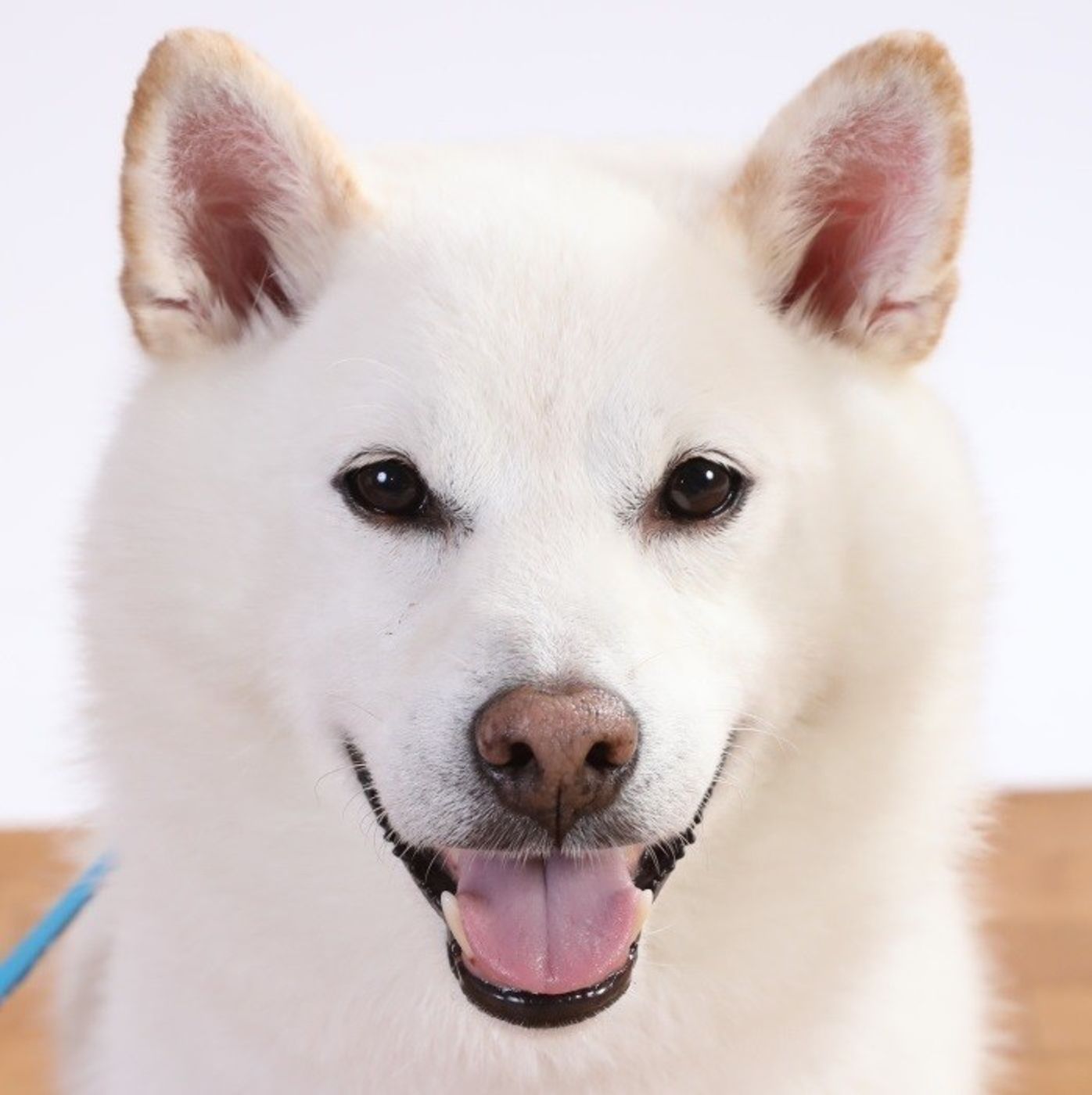 目 の動きに注目 でわかる愛犬の気持ち いぬのきもちweb Magazine 目 の動きに注目 でわかる愛犬の気持ち いぬのきもちweb Magazine
