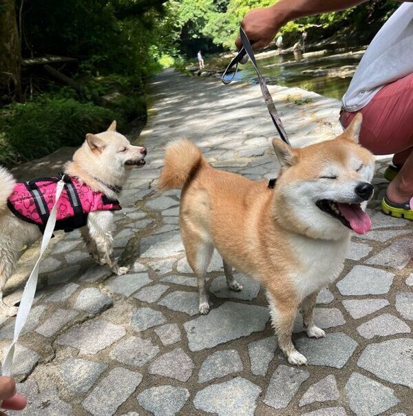楽しそうなくるみちゃん、餅子ちゃん