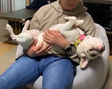 フレンチブルドッグ　もっちゃん