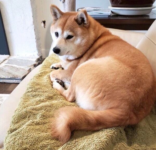 くつろぐミミさん