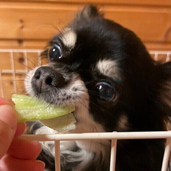 飼い主が差し出したレタスをくわえている黒いチワワ