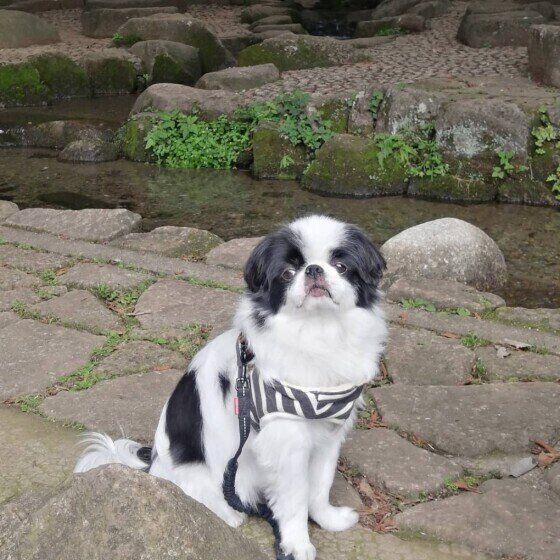 小川沿いに座る狆のまるちゃん