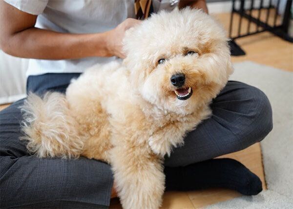 笑顔のポテチくん