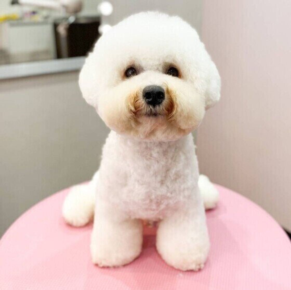 獣医師監修 犬の椎間板ヘルニアの原因とおうちでのケア いぬのきもちweb Magazine 獣医師監修 犬の椎間板ヘルニアの原因とおうちでのケア いぬのきもちweb Magazine