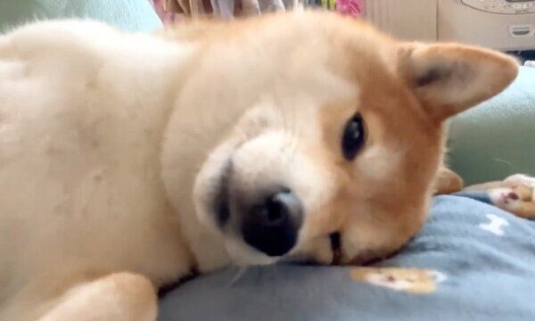 「ナデナデして」とアピールするハルちゃん