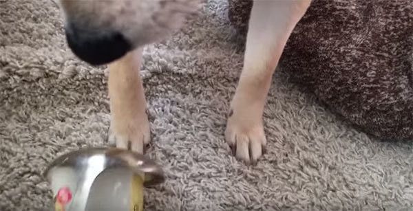 おたまを見つめる柴犬