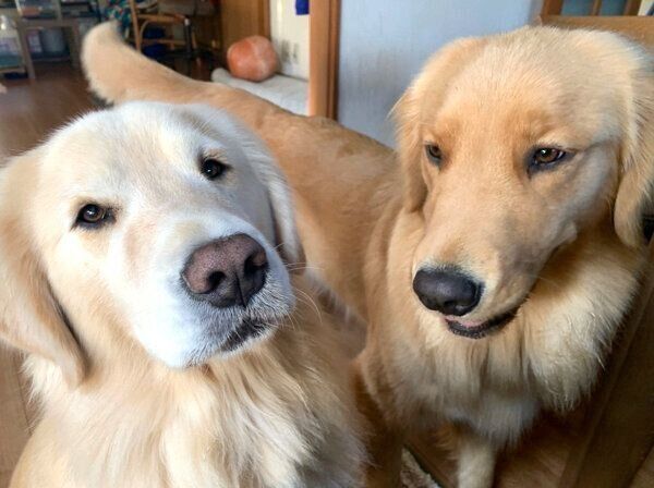 真顔のノアちゃんと、微笑むアリーちゃん