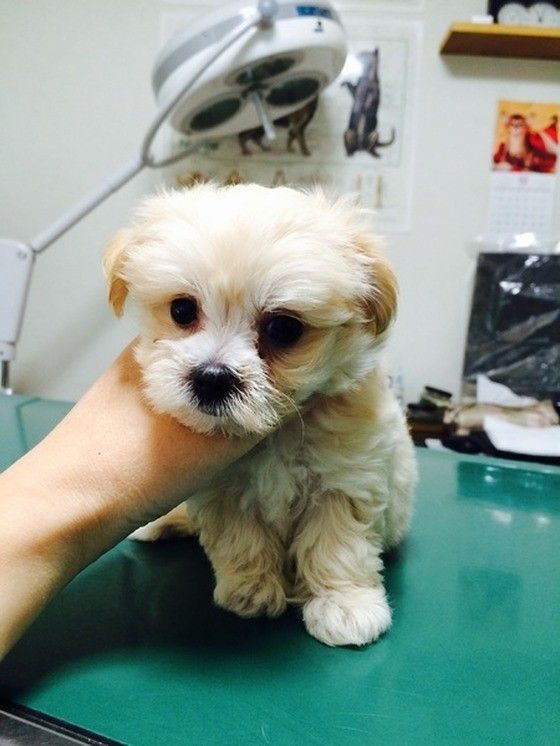 動物病院の診察台の上の犬