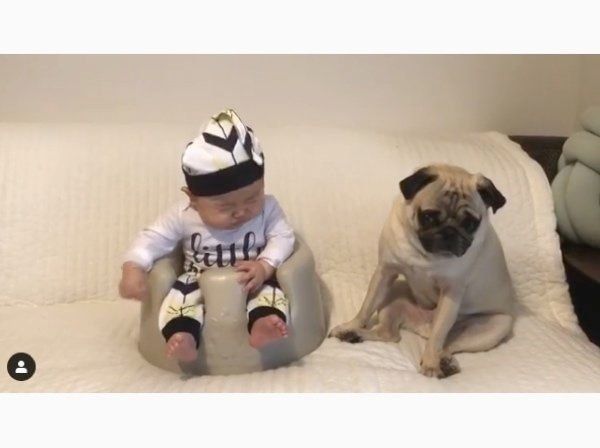 パグのおまめちゃんと赤ちゃん