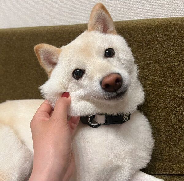 もちもちなわさびくん