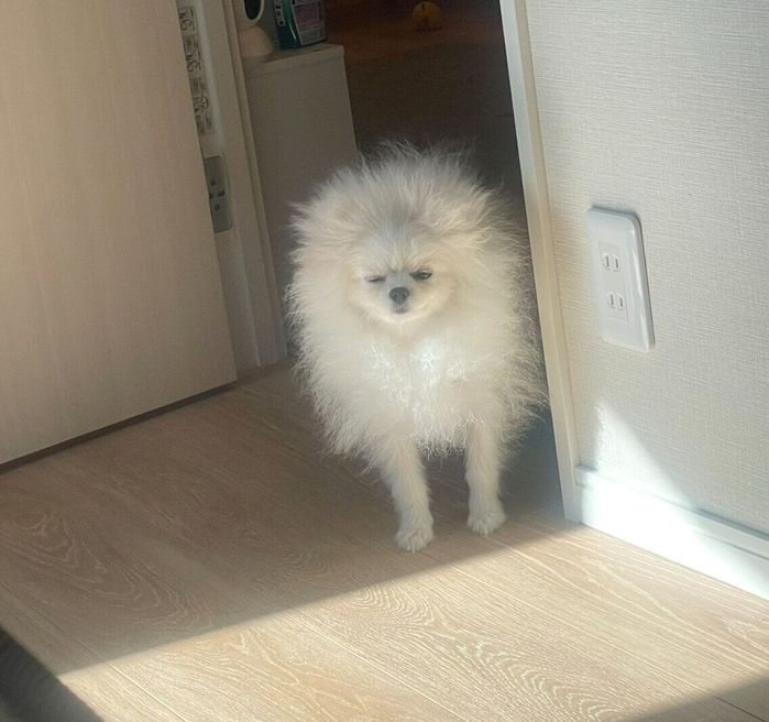 飼い主さんが起きるのを待つちょむちゃん