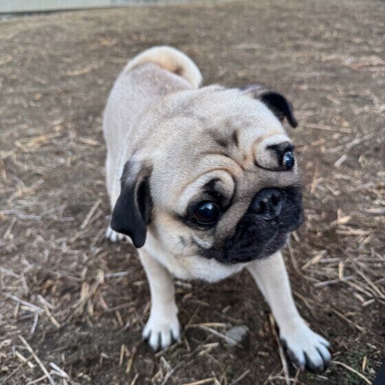 犬の肛門腺絞りは必要？放置するとどうなる？ 犬の肛門腺のお手入れについて獣医師に聞いた いぬのきもち