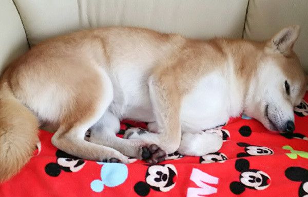 眠る柴犬