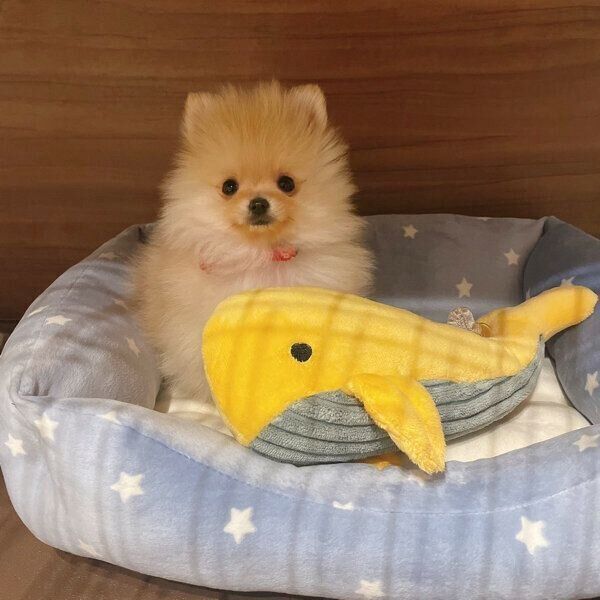 くつろぐテディちゃん