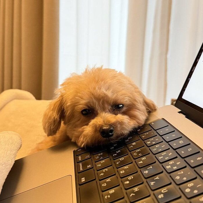 キーボードにあごを乗せるモカちゃん