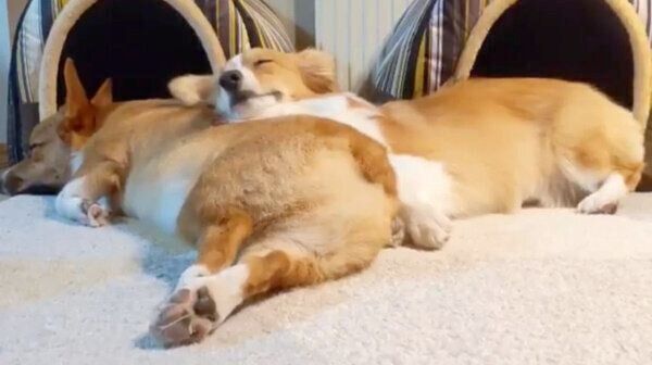 仲良く眠るコーギー兄妹