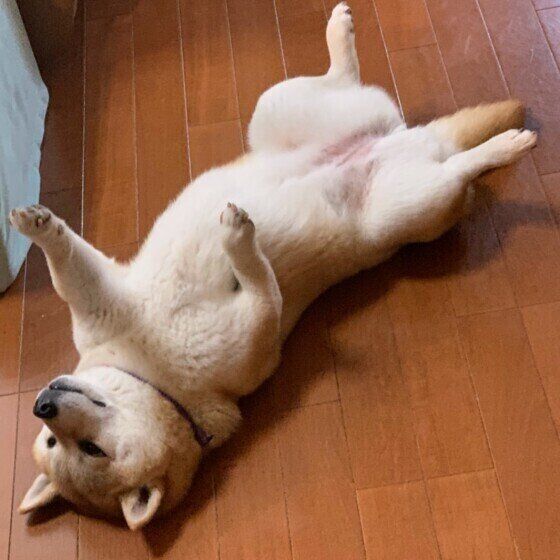 柴のまるちゃん