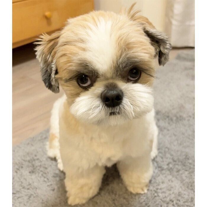 「もうイタズラしないよね?」と飼い主さんに確認されているてんまるくん