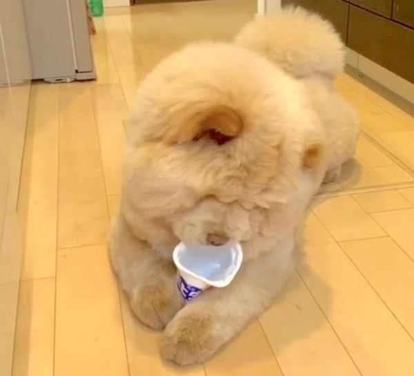 ヨーグルトをペロペロしたいくり蔵くん