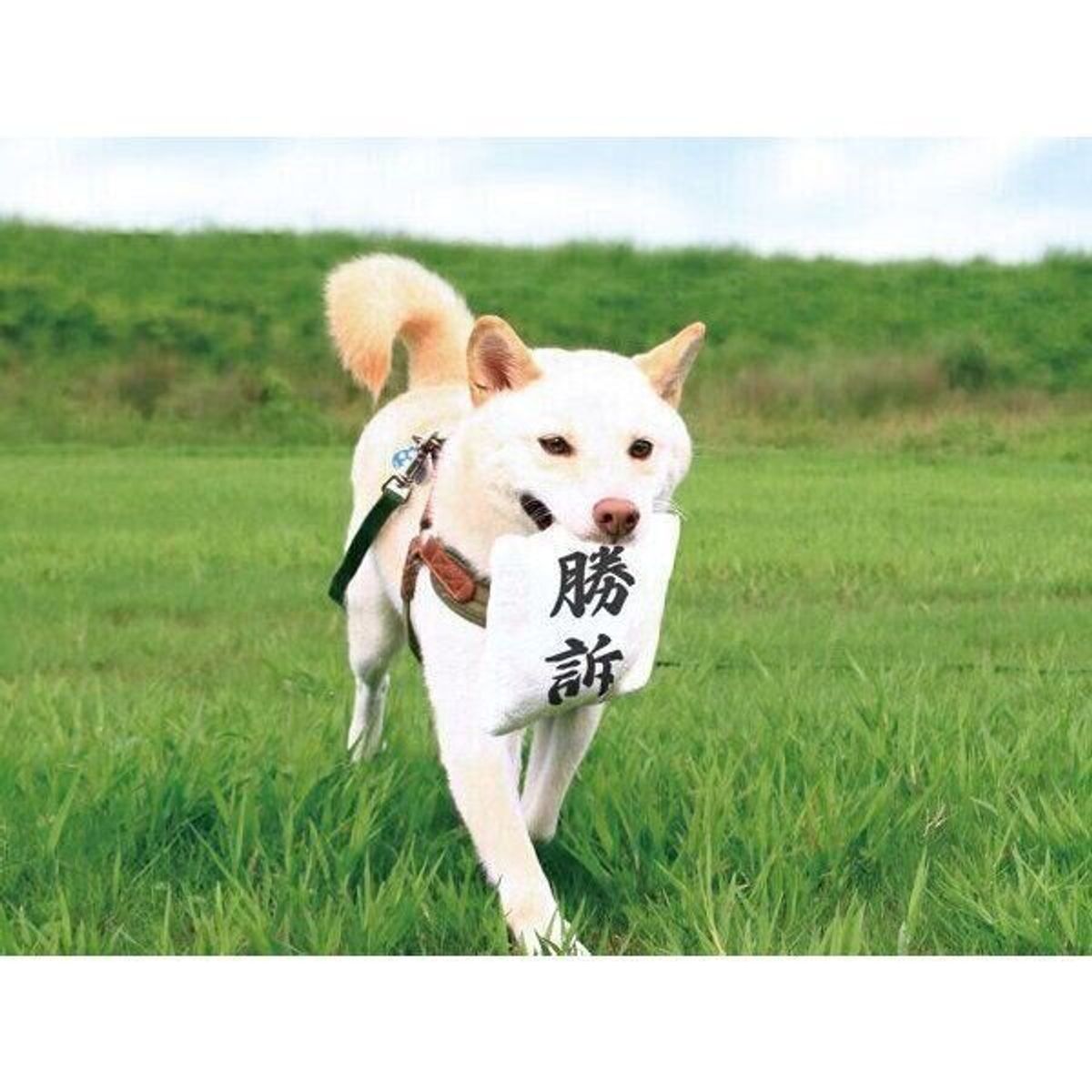 勝訴犬 とtwitterで話題に 嬉しそうに判決を運ぶ姿が可愛い 犬用おもちゃ 誕生の秘話を聞いた いぬのきもちweb Magazine 勝訴犬 とtwitterで話題に 嬉しそうに判決を運ぶ姿が可愛い 犬用おもちゃ 誕生の秘話を聞いた いぬのきもちweb Magazine