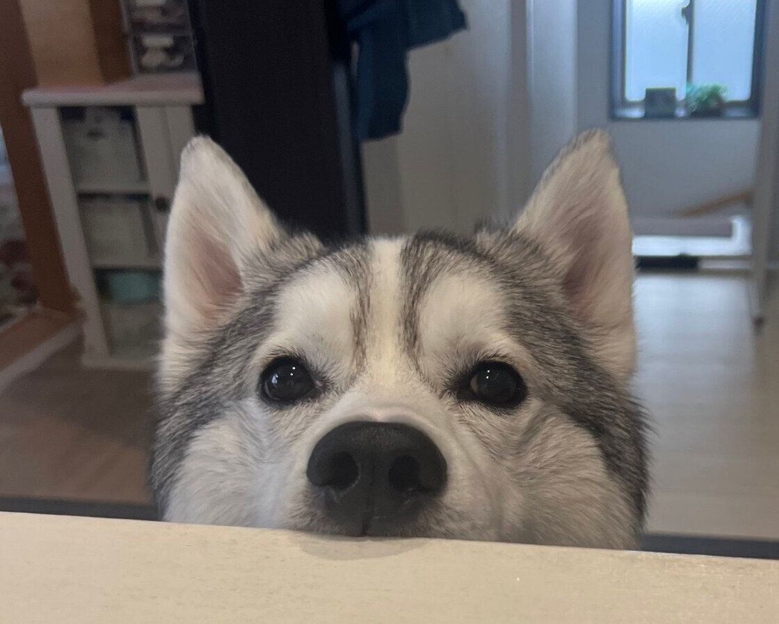 机の上を見る琥珀くん